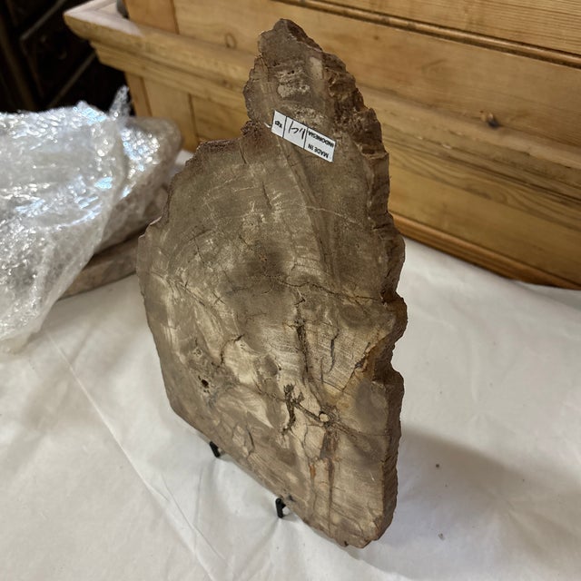 Wood Live Edge Petrified Wood F For Sale - Image 7 of 10
