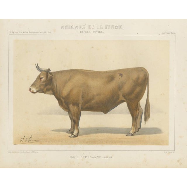 Borie, Bresse Ox, French Cattle Breed, 1863, Chromolithograph For Sale - Image 9 of 9