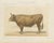 Borie, Bresse Ox, French Cattle Breed, 1863, Chromolithograph For Sale - Image 9 of 9