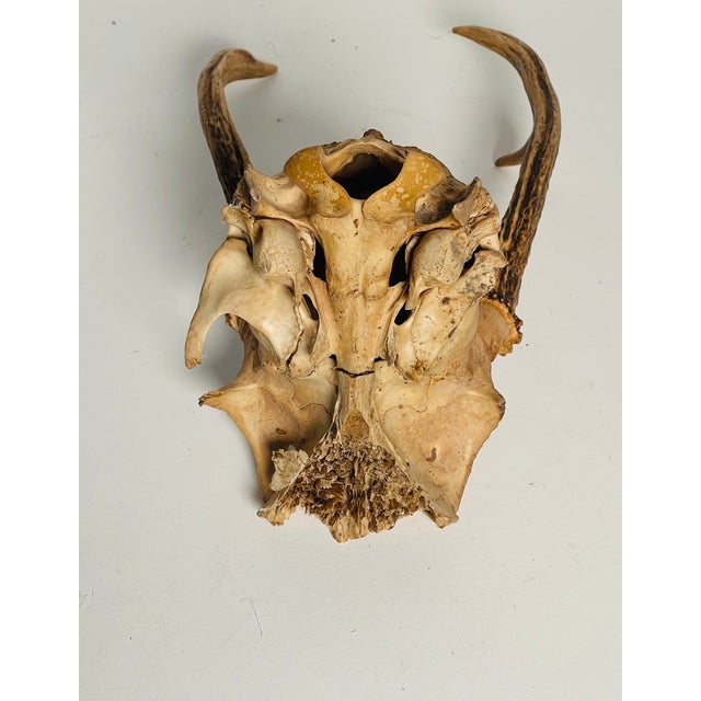 Antique Roe Deer Antlers Taxidermy For Sale - Image 4 of 4