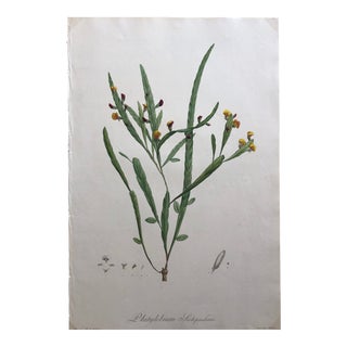 Platylobium Scolopendrium Hand Colored Engraving, Signed P.J.Redouté For Sale