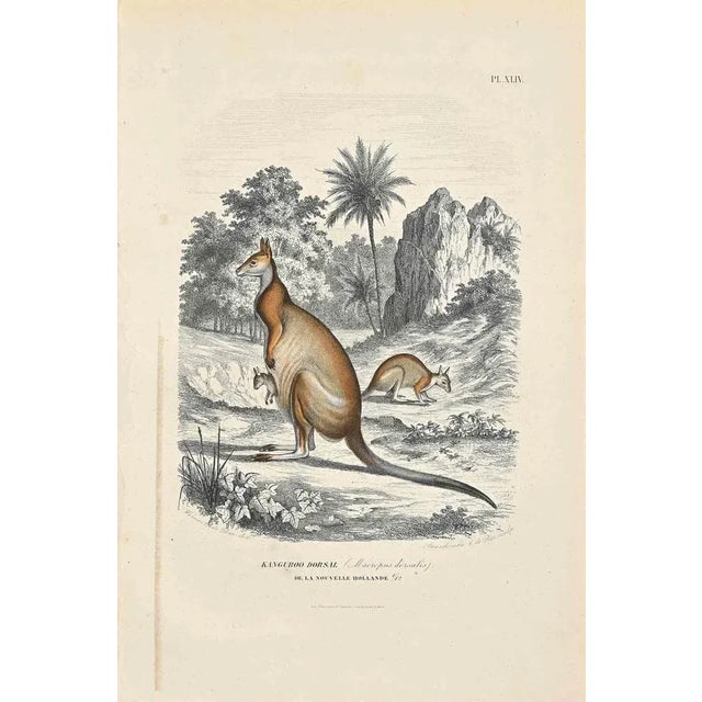 Kangaroo Dorsal is an original lithograph on ivory-colored paper, realized by Paul Gervais (1816-1879). The artwork is...