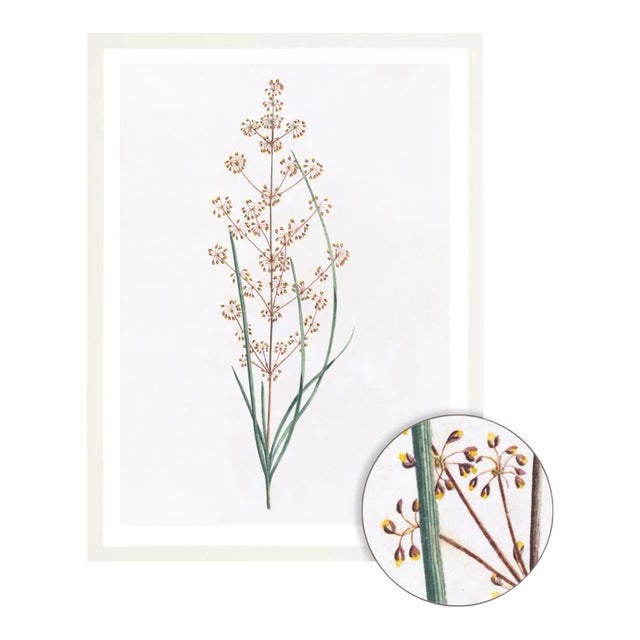 Celerie Kemble Curated Australian Botanical IV (40x60) in White Frame For Sale