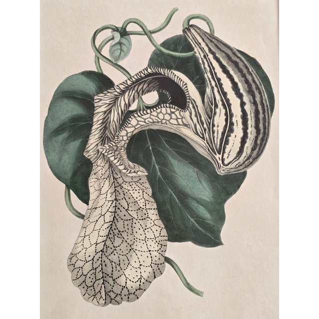 1940s Vintage Framed Aristolochia Botanical Print in Emerald Faux Burl Frame For Sale - Image 5 of 11