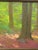 Study for "Deep Woods," oil on artist board by Henry J. Albright (1887 - 1951), Albany and Troy Impressionist artist, in...