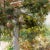 Impressionist Late 20th Century Framed Signed Zhao Song Sunlight in the Garden Oil on Canvas For Sale - Image 3 of 11