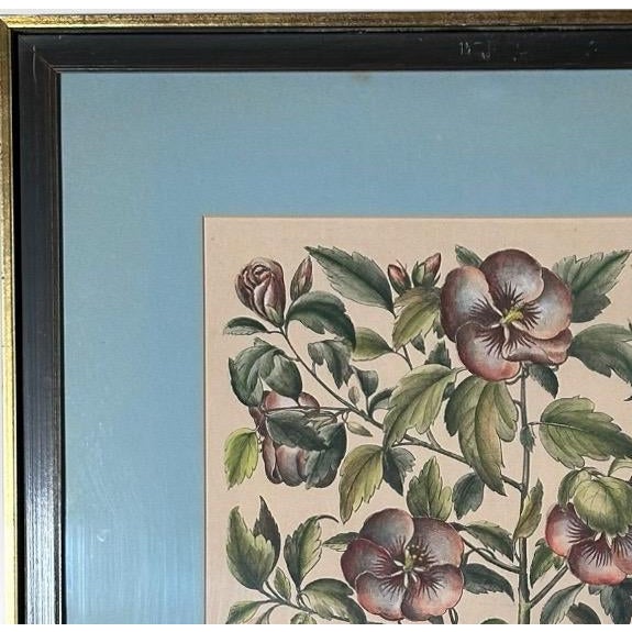Vintage Framed Basilius Besler Botanical Lithograph Prints Hortus Eystettensis Pair For Sale In Portland, ME - Image 6 of 18