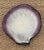 Pol Chambost Signed Shell Vide Poche For Sale - Image 9 of 9