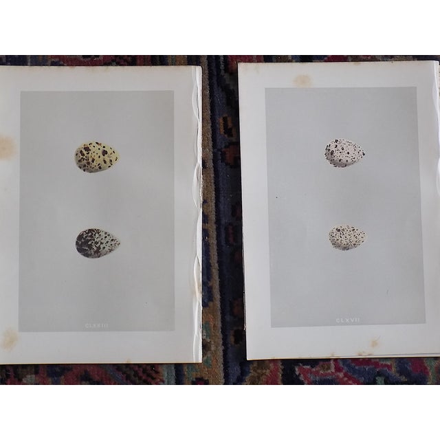 Printmaking Materials Antique 19th Century Hand Colored Egg Lithographs - Set of 12 For Sale - Image 7 of 9
