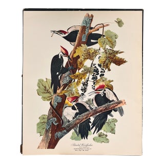 1964 Audubon Folio Lithograph Great Bird Paintings – “Pileated Woodpecker” 17x14 For Sale