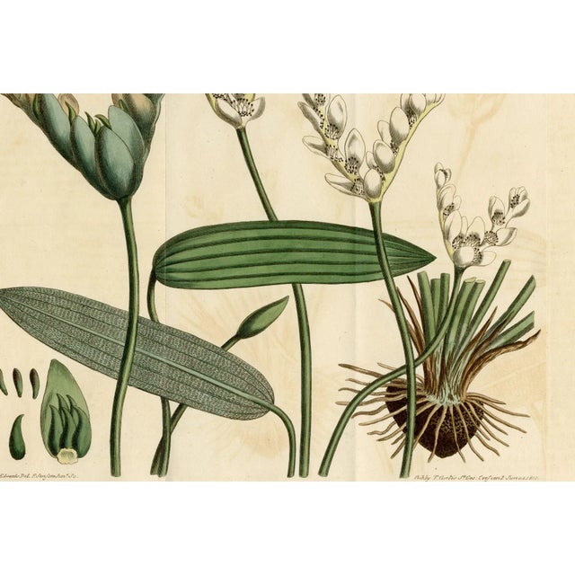 Water Hawthorn. Copperplate engraving from 1810. This original botanical lithograph comes from the publication Curtis's...