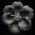 20' X 20' - 'Kalmia Augustifolia' Flower - Black and White Limited Edition Botanical Photography Print, Unframed For Sale
