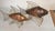 Mid-Century French Fish Sculptures in Wood and Gilded Metal, 1970s, Set of 2 For Sale - Image 3 of 14