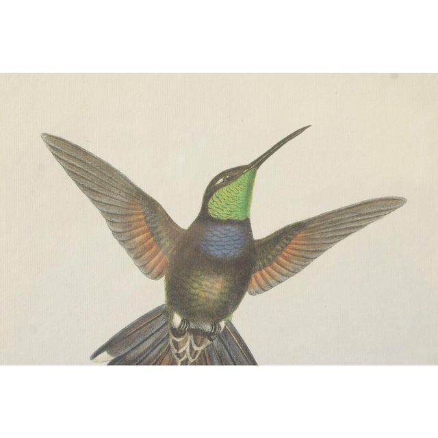 J. Gould and H.C. Richter Ornithological Print, 'Sternoclyta Cyaneipectus' For Sale - Image 12 of 12