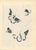 Signed limited-edition modernist print by S. Alandlay, numbered 4/48 in pencil. Stylized butterflies and geometric...