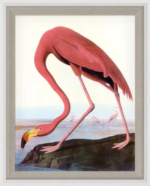 Audubon 22, Framed Artwork