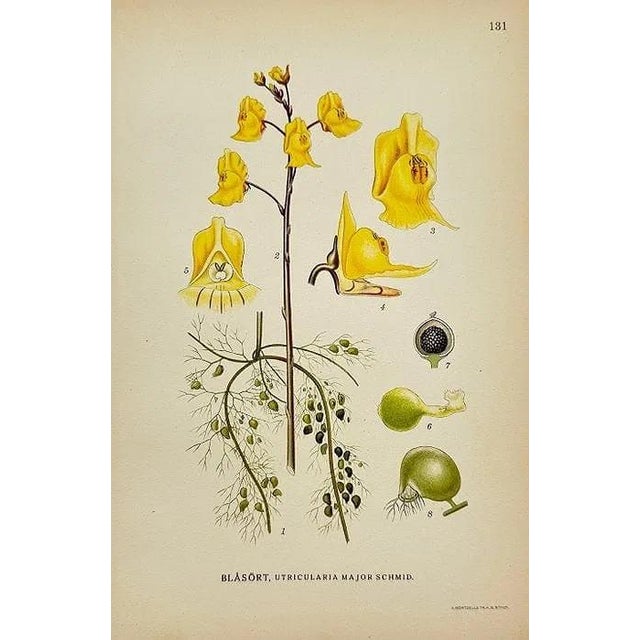 Ivory Early 19th Century James Sowerby Botanical Prints – Yellow Sedge and Pale Sedge, Set of 10 For Sale - Image 8 of 11
