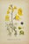Ivory Early 19th Century James Sowerby Botanical Prints – Yellow Sedge and Pale Sedge, Set of 10 For Sale - Image 8 of 11