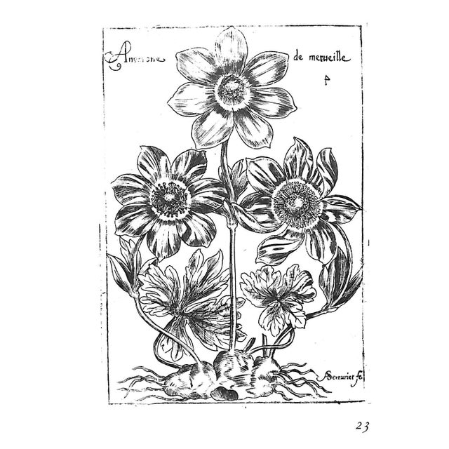 "The Treasury of Flowers" 1975 Coats, Alice M. For Sale - Image 4 of 12