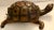 Mid-Century Modern Large Leather Covered Turtle Sculpture For Sale - Image 3 of 11