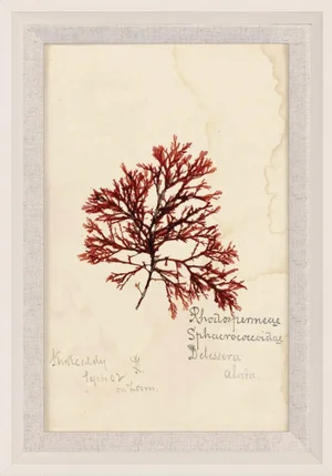 Capistrano Seaweed 19, Small, Framed Artwork