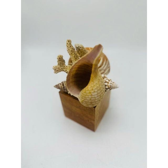 This shell sculpture is a petite yet striking composition that celebrates the natural elegance of the sea. Set atop a...