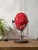 Metal French Red Theater Spotlight Desk Lamp from A.E. Cremer, Paris, 1950s For Sale - Image 7 of 13