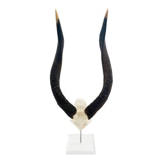 African Nyala Horn on a Lucite Base For Sale