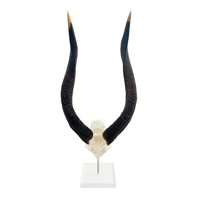 African Nyala Horn on a Lucite Base For Sale