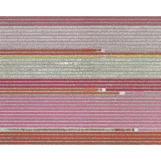 "AV_Tulip_Fileds_005" Contemporary Limited Edition Photography Fine Art Print by Bernhard Lang For Sale