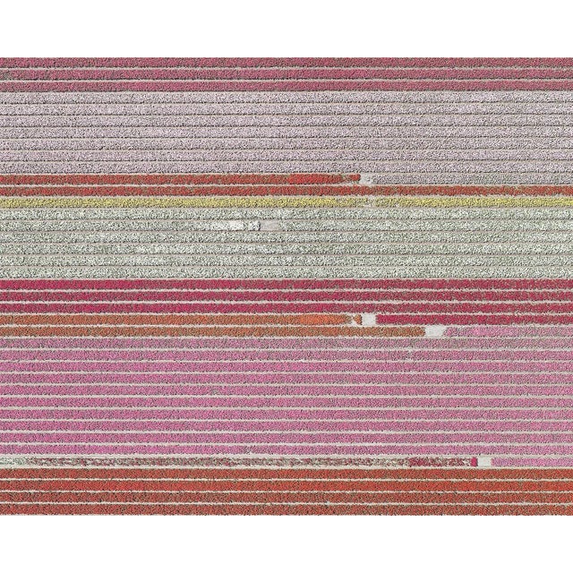 "AV_Tulip_Fileds_005" Contemporary Limited Edition Photography Fine Art Print by Bernhard Lang For Sale