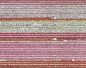 "AV_Tulip_Fileds_005" Contemporary Limited Edition Photography Fine Art Print by Bernhard Lang