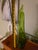 VINTAGE MID-CENTURY L.E. SMITH 16.5" SWUNG VASE - AVOCADO GREEN SIMPLICITY Up for auction/sale is a spectacular icon of...