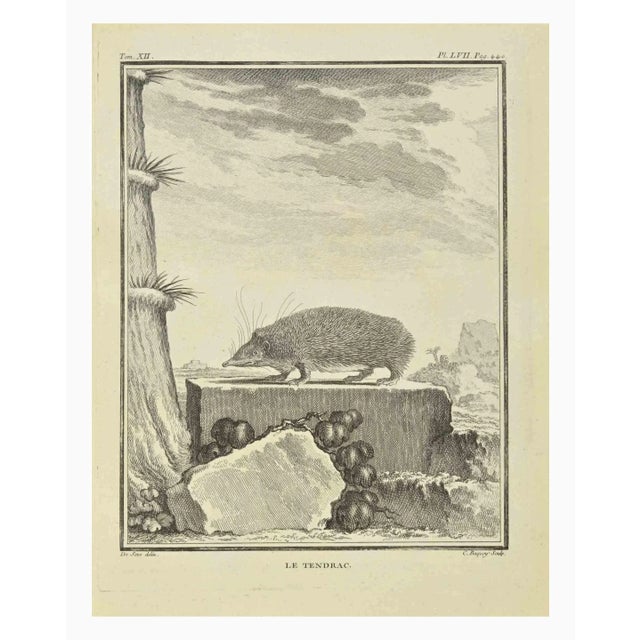 Le Tendrac is an etching realized by Jean Charles Baquoy in 1771. It belongs to the suite "Histoire Naturelle de Buffon"....