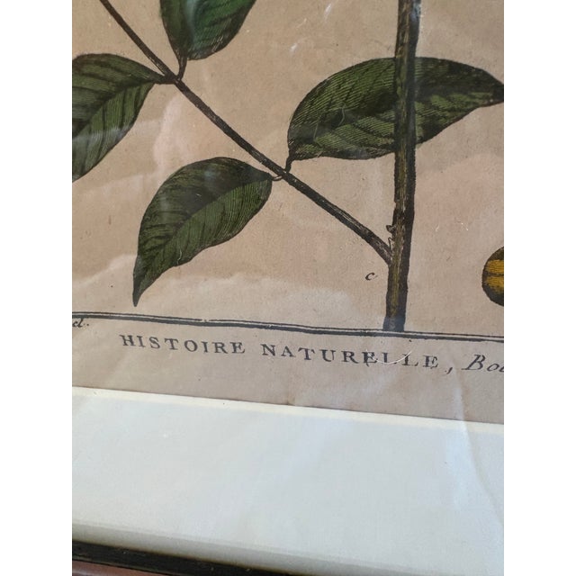 Early 19th Century Pair of Hand Colored 19th C Engravings of Fruit For Sale - Image 5 of 18