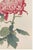Not Yet Made - Made To Order Pink Chrysanthemums, Vintage Japanese Botanical Art Print, 36" X 54" For Sale - Image 5 of 9
