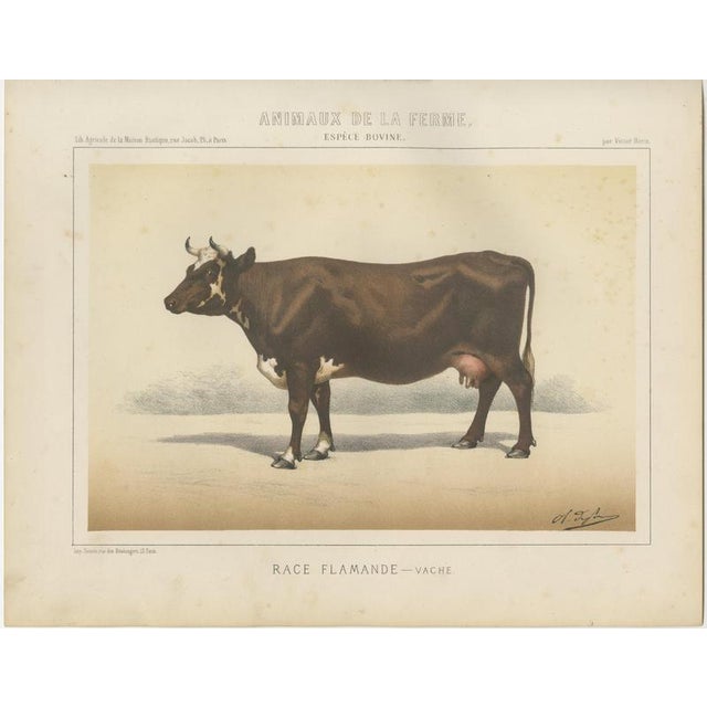 Borie, Flemish Cow, French Cattle Breed, 1863, Chromolithograph For Sale - Image 3 of 9