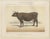 Borie, Flemish Cow, French Cattle Breed, 1863, Chromolithograph For Sale - Image 3 of 9