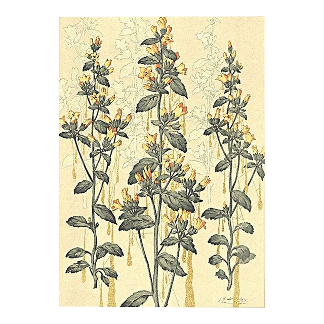 C1900 French Art Nouveau Botanical Lithograph For Sale