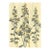 C1900 French Art Nouveau Botanical Lithograph For Sale
