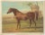 Antique print titled 'Goldie, High Class Arab'. Antique print of Goldie, a high class Arab. Original colour-printed...
