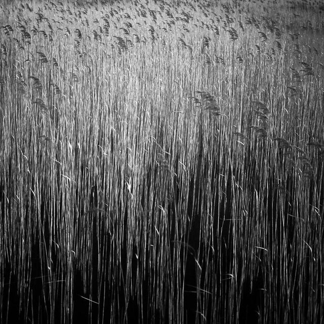 Not Yet Made - Made To Order Paul Cooklin, Water Reeds VIII, Edition of 50 For Sale - Image 5 of 5