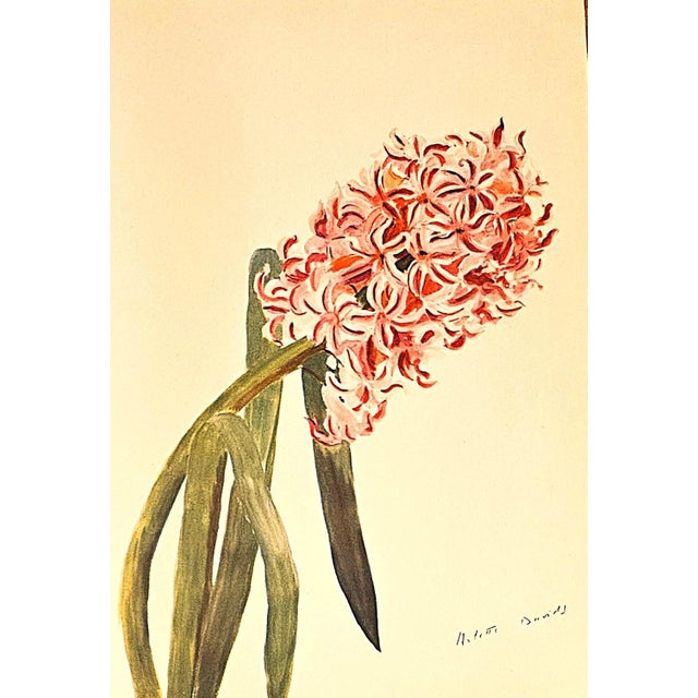 1940 Set of 3 Mid-Century French Arlette Davids Botanical Prints- Hyacinths, Lily For Sale - Image 4 of 10