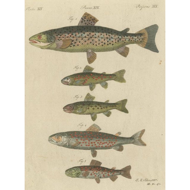 Bertuch, Five Trout with Salmon Trout and Alpine Char, 1805, Print For Sale - Image 12 of 12