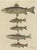 Bertuch, Five Trout with Salmon Trout and Alpine Char, 1805, Print For Sale - Image 12 of 12