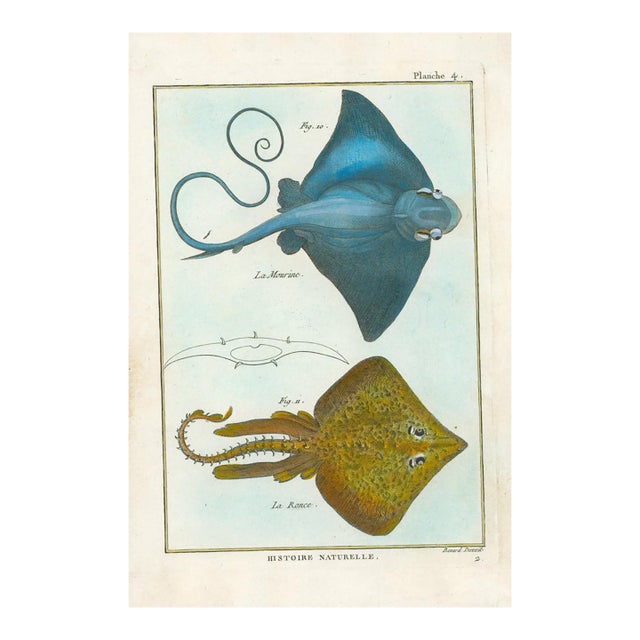 Antique French Histoire Naturelle Hand-– Rays, 1770-90's Modern Color For Sale
