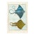 Antique French Histoire Naturelle Hand-– Rays, 1770-90's Modern Color For Sale