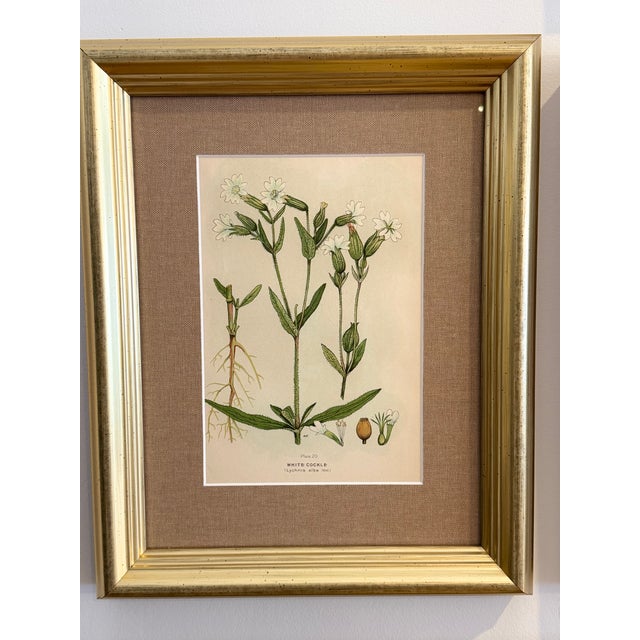 Late 19th Century A Suite of Eight English Botanical Engravings, Late 19th Century For Sale - Image 5 of 13
