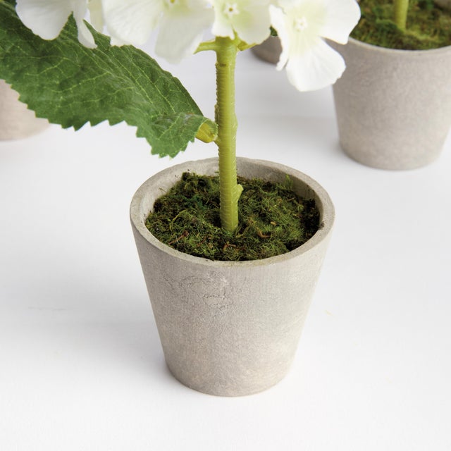 Contemporary Mini Hydrangea Potted 8", Set Of 4 For Sale - Image 3 of 4