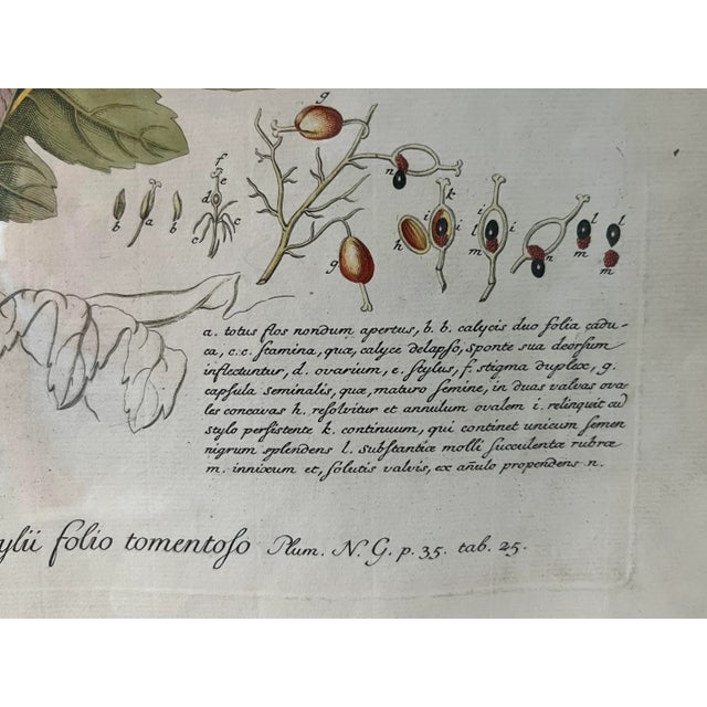 Georg Ehret 18th Century Original Botanical Engraving “Bocconia” Tab IV For Sale In San Francisco - Image 6 of 7